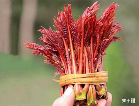 香椿树的种植|蔬菜种植｜香椿种植的小技